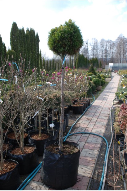 Саджанець в садовому центрі сосни гірської варелла